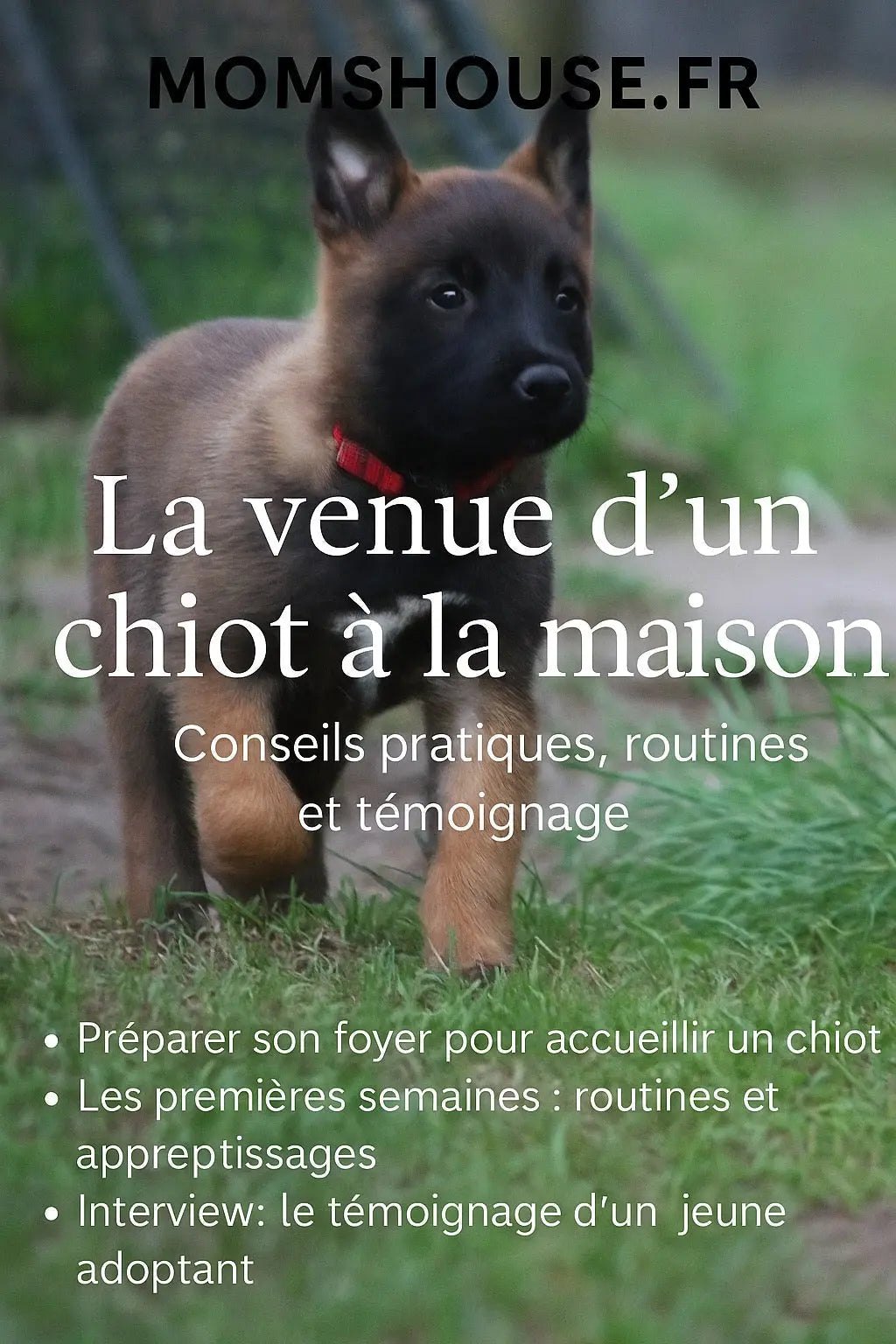 Accueillir-un-chiot-à-la-maison.-Le-magazine-N-6 Momshouse.fr