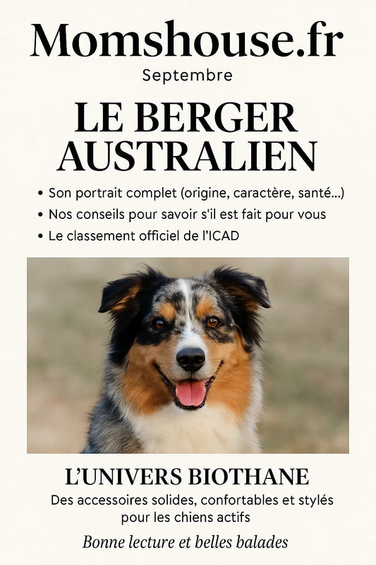Le-Berger-Australien-Le-magasine-N-5 Momshouse.fr