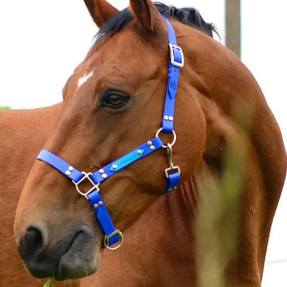 Licol Cob Momshouse.fr