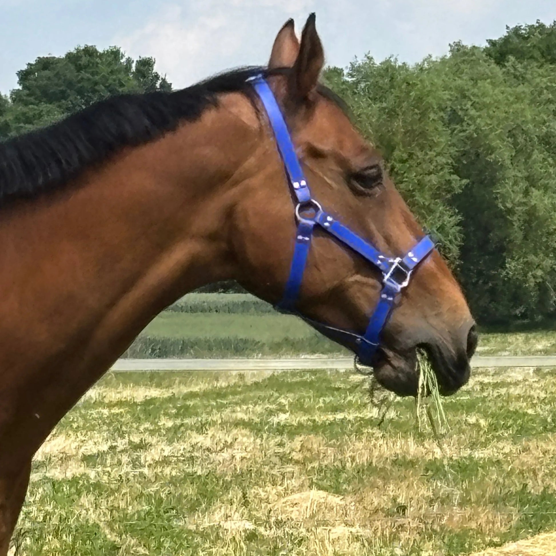 Licol Cob Momshouse.fr