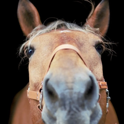 Licol Full Momshouse.fr