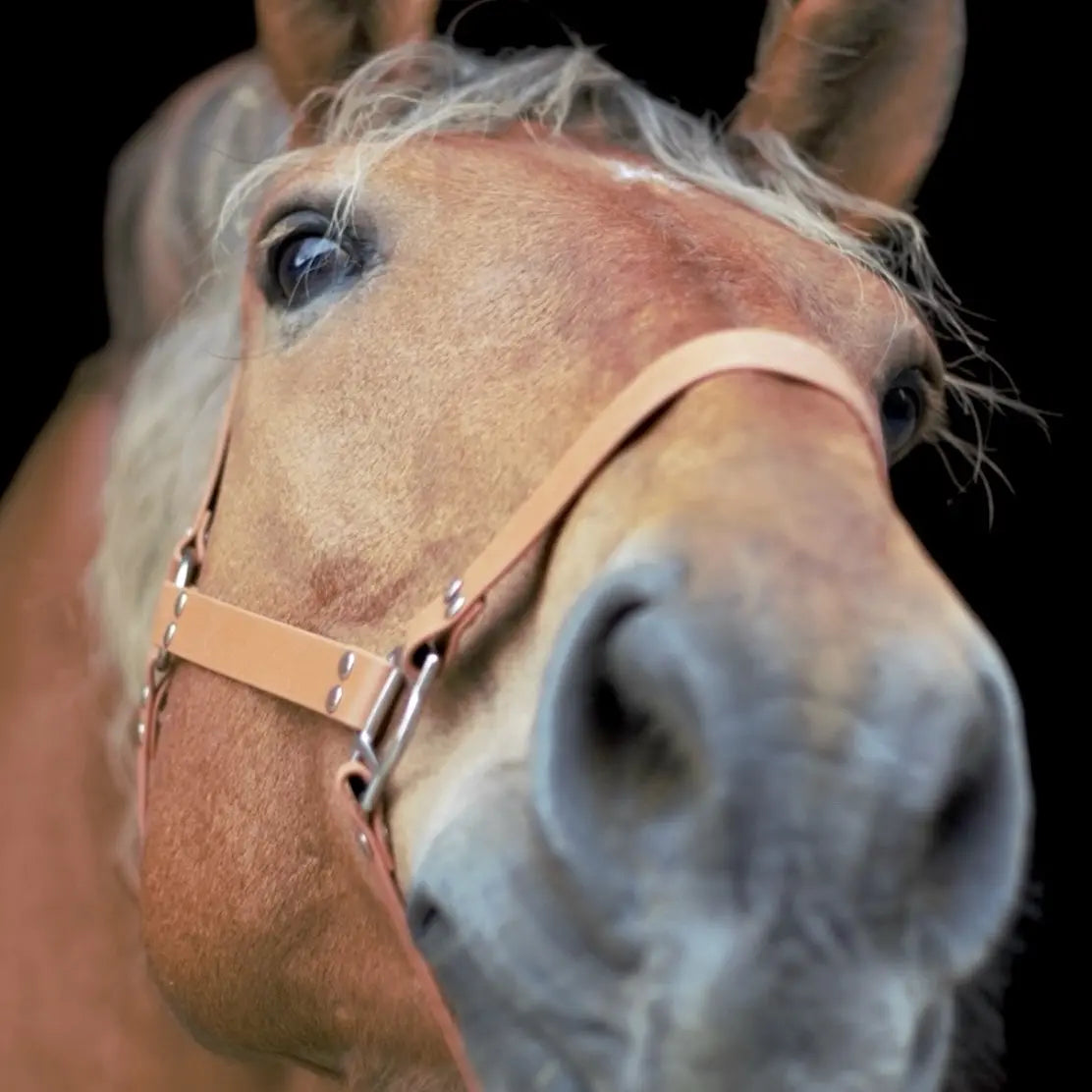 Licol Full Momshouse.fr