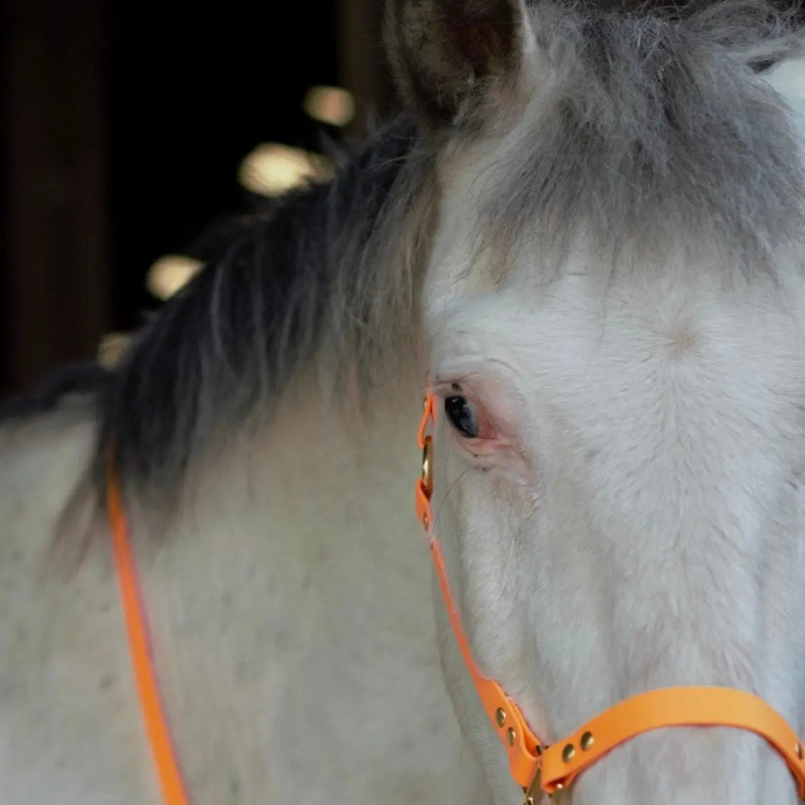 licols Poneys Momshouse.fr