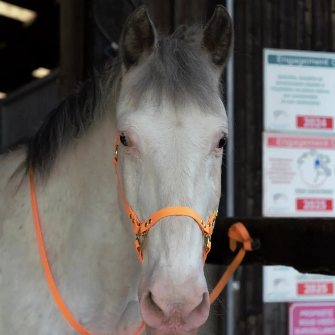 licols Poneys Momshouse.fr