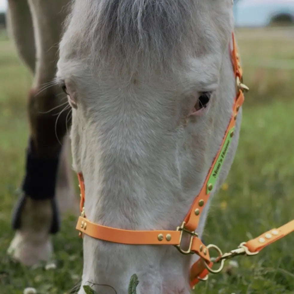 licols Poneys Momshouse.fr